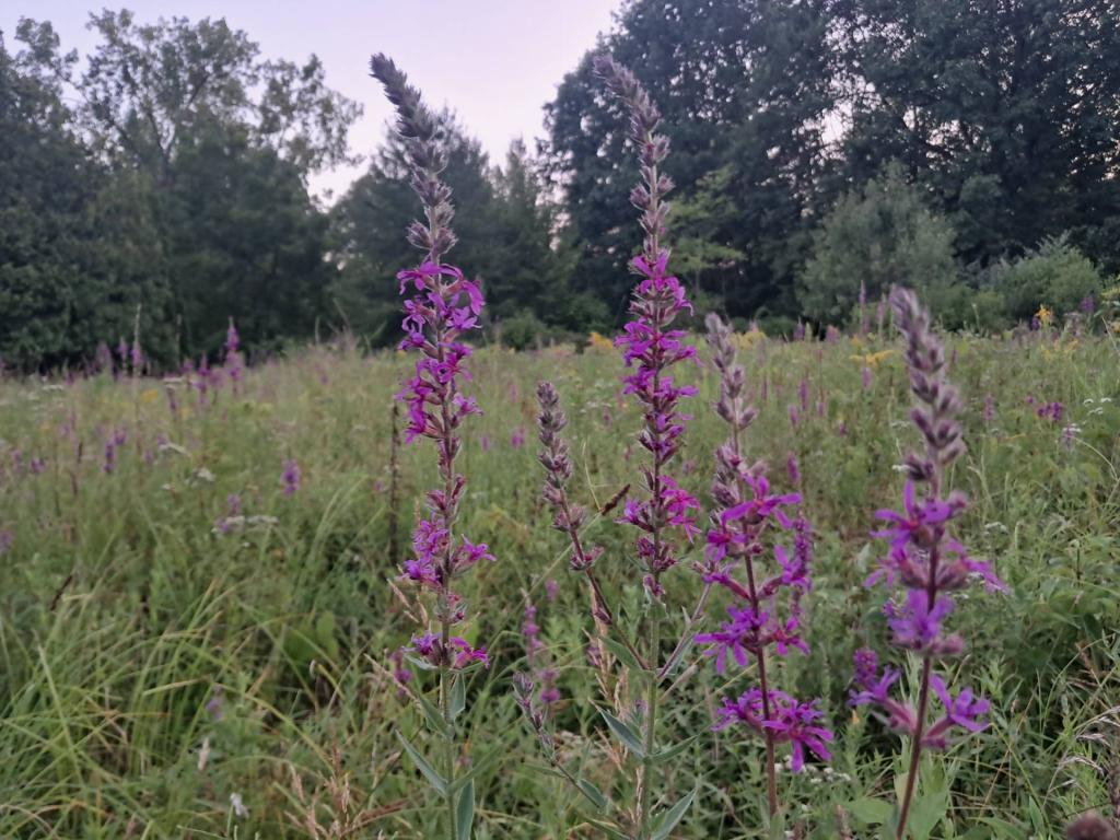 Photo: Fields of Purple Loosestriffe Photo: Fields of Purple Loosestriffe