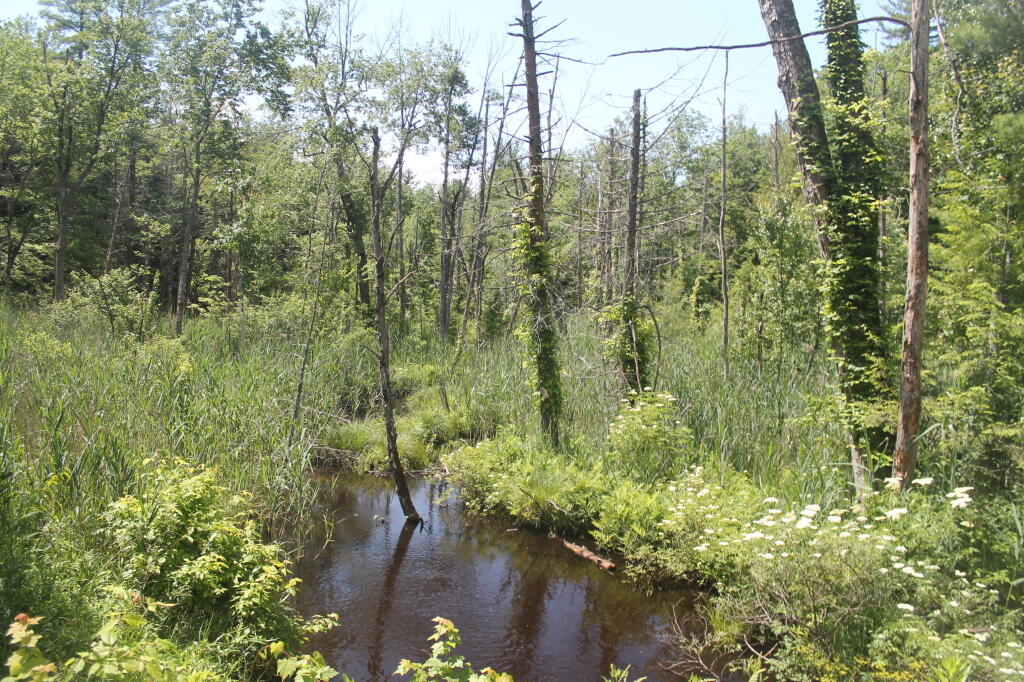 Photo: Small Creek Winding Through Rome Sand Plains Photo: Small Creek Winding Through Rome Sand Plains
