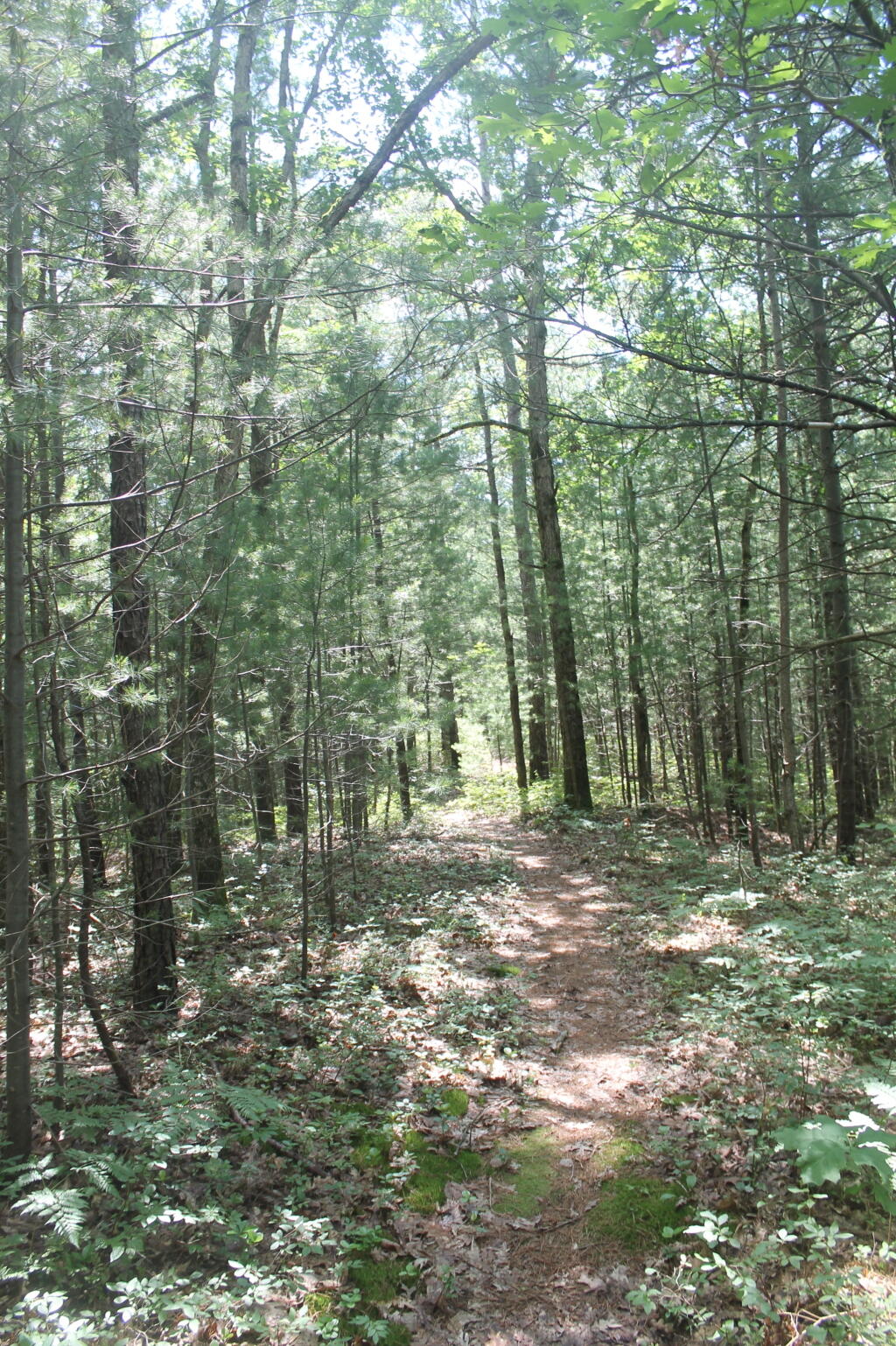 Photo: Exploring the Overgrown Rome Sands Plains Photo: Exploring the Overgrown Rome Sands Plains
