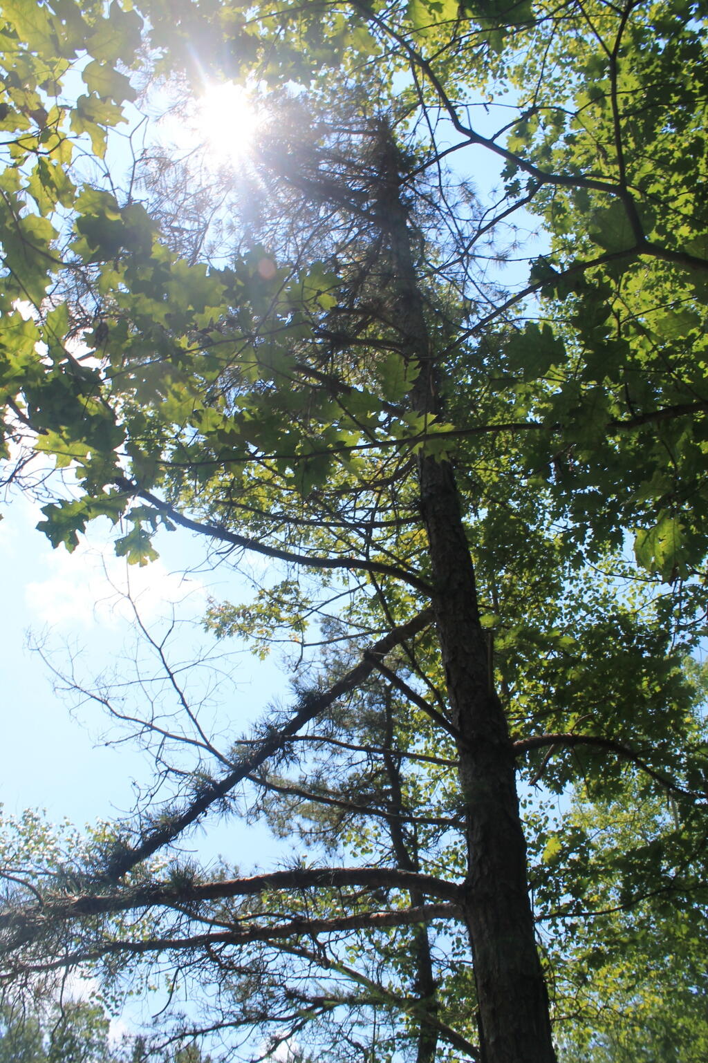 Photo: Old Scraggly Pitch Pine Along Former Sand Mine Photo: Old Scraggly Pitch Pine Along Former Sand Mine