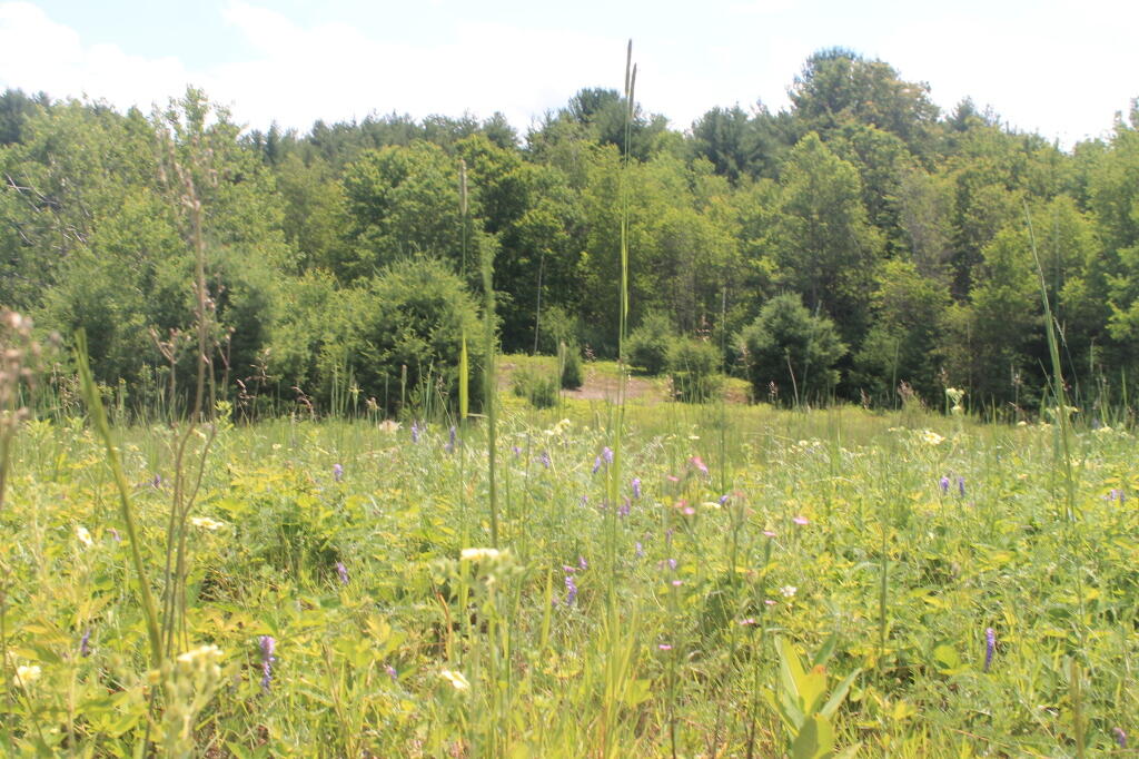 Photo: Lupine 3 Photo: Lupine 3