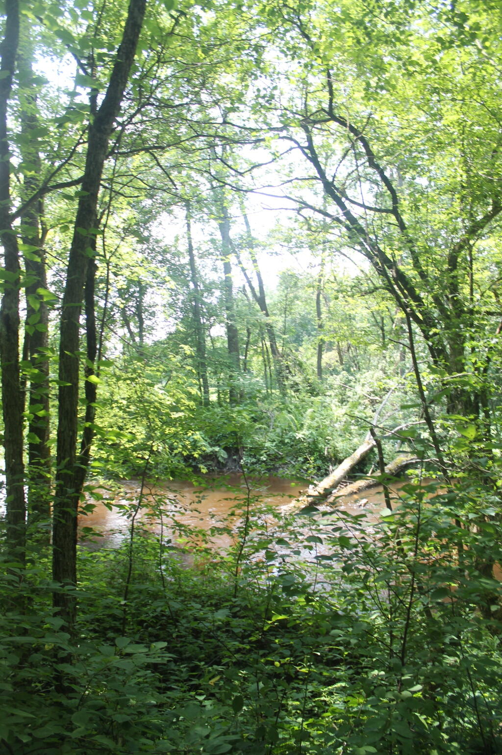Photo: Wood Creek Photo: Wood Creek