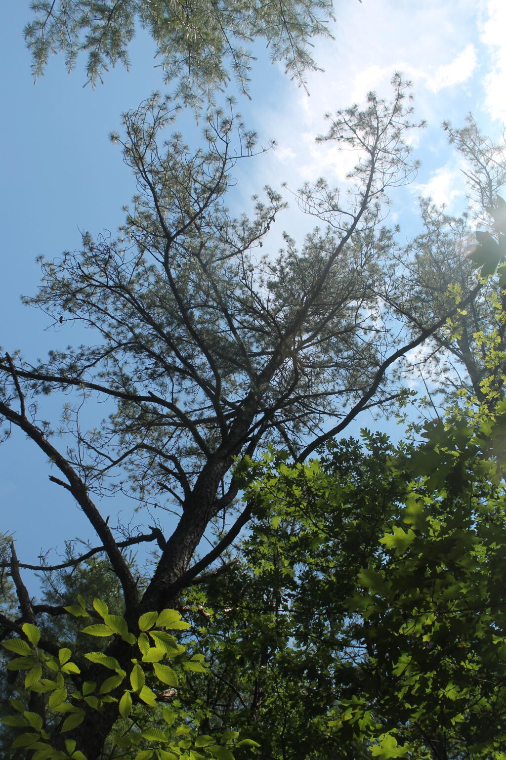 Photo: Lonely Pitch Pine Photo: Lonely Pitch Pine