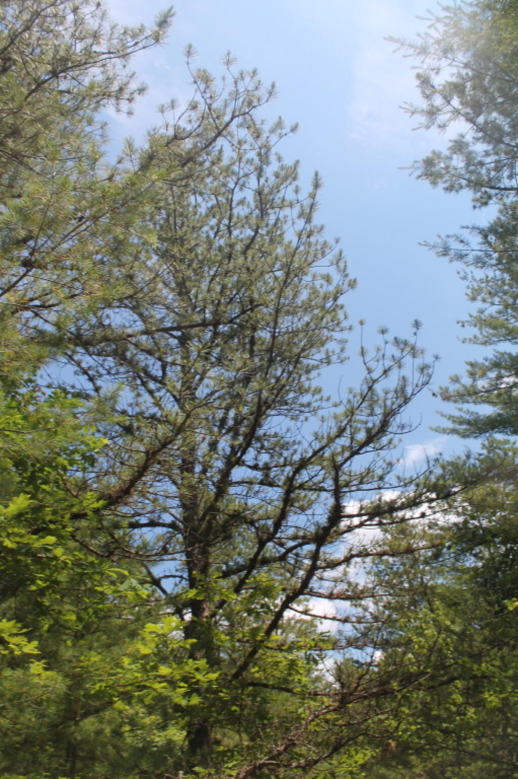 Photo: Pitch Pines along the Trail Photo: Pitch Pines along the Trail