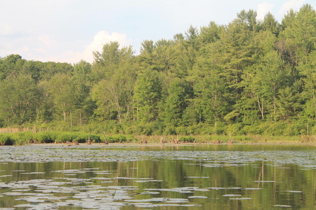 Photo: Relaxing Evening Down at Lawsons Lake Photo: Relaxing Evening Down at Lawsons Lake