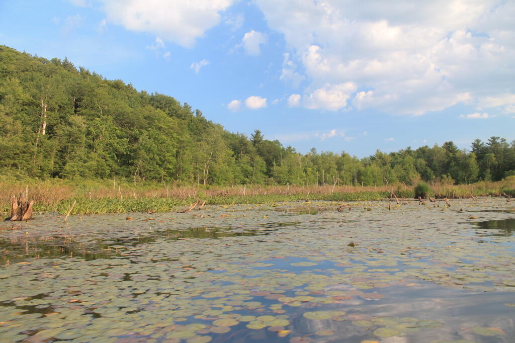 Photo: Wetlands Photo: Wetlands