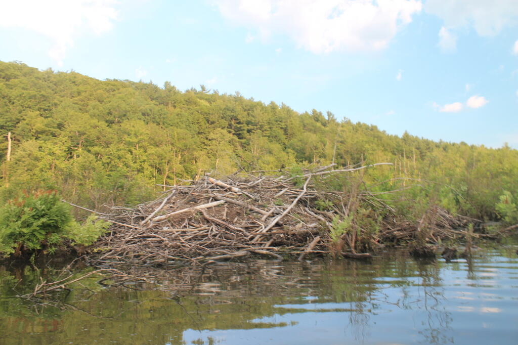 Photo: Beaver Dam Photo: Beaver Dam