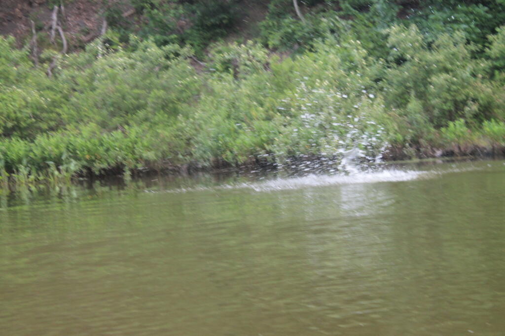 Photo: Splash Goes the Beaver Photo: Splash Goes the Beaver