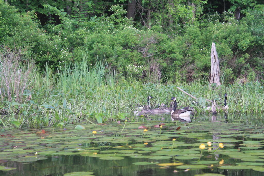 Photo: Geese on the Shoreline Photo: Geese on the Shoreline