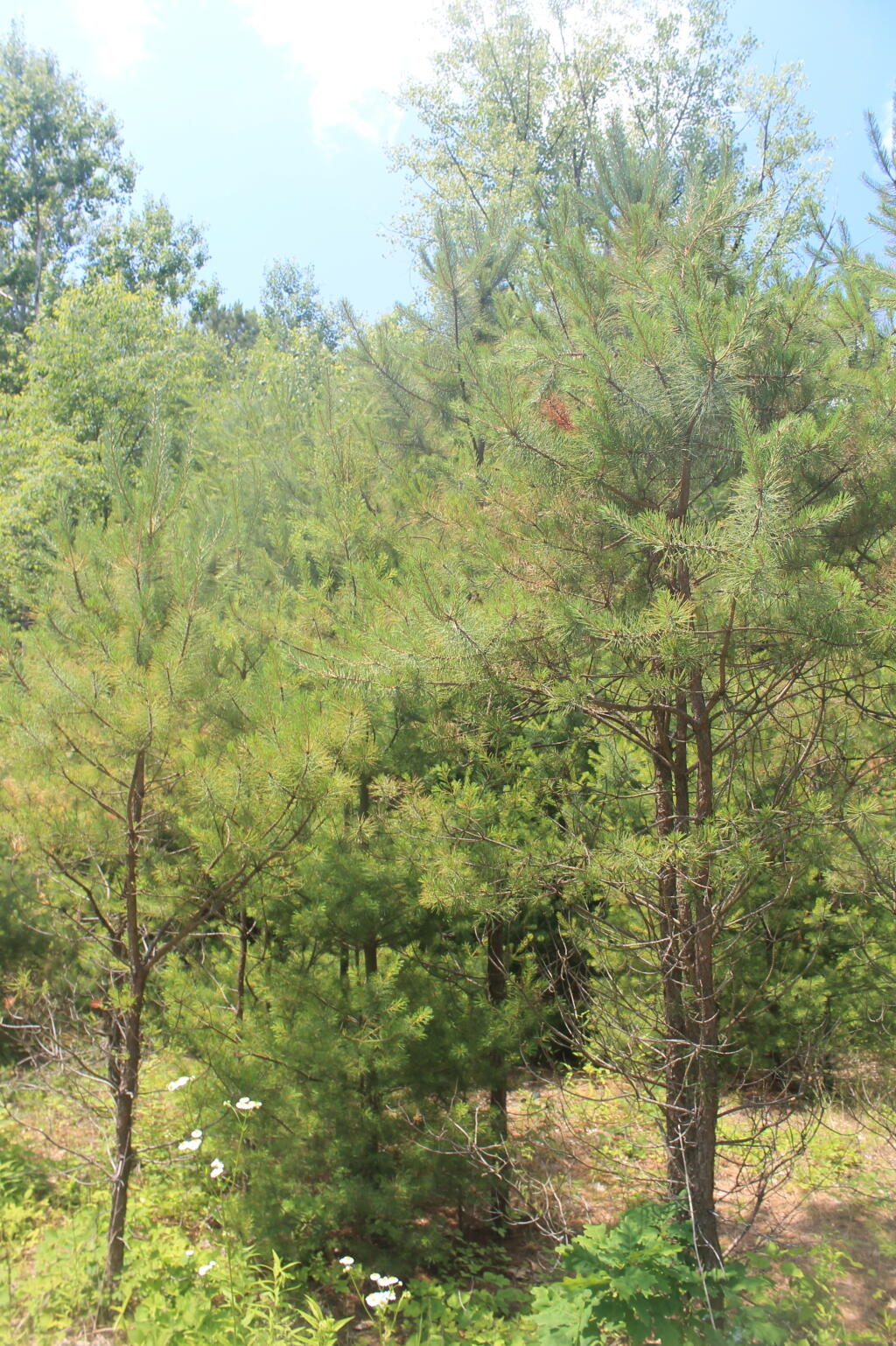 Photo: Newly Planted Pitch Pine Photo: Newly Planted Pitch Pine