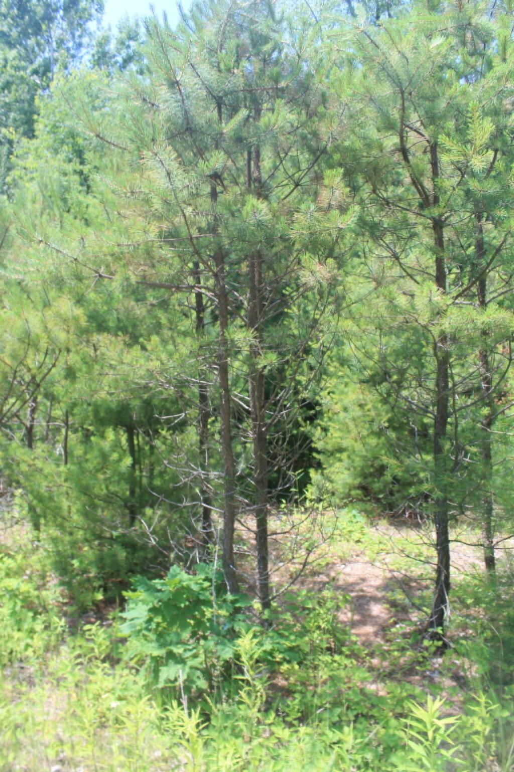 Photo: New Pitch Pine Up Close Photo: New Pitch Pine Up Close