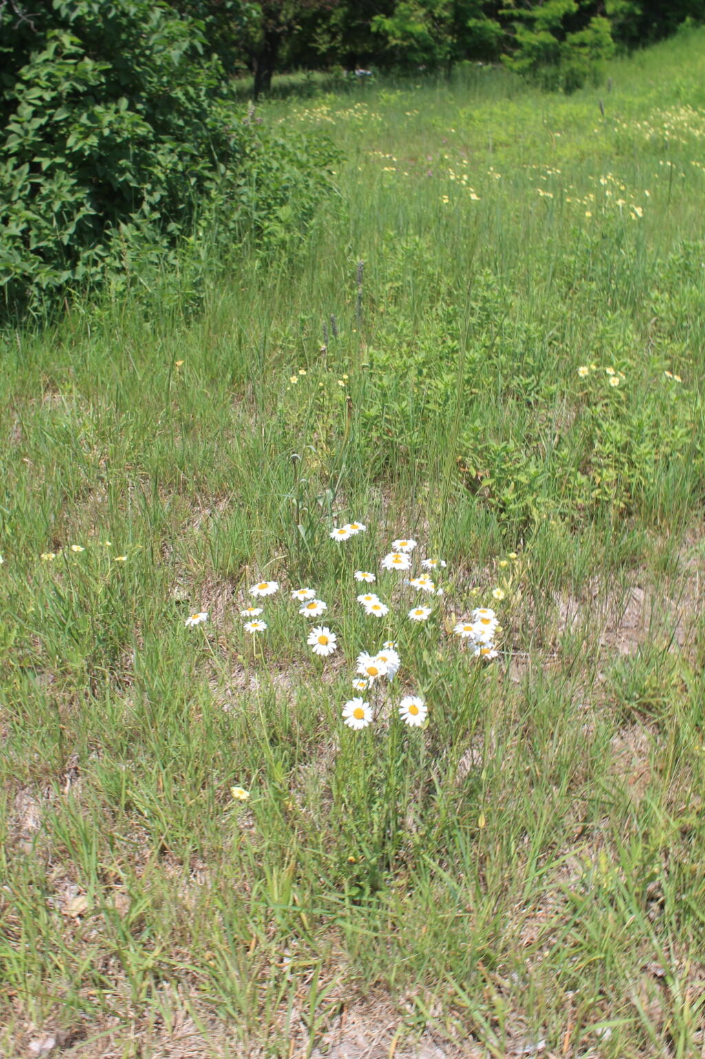 Photo: Daisies Photo: Daisies