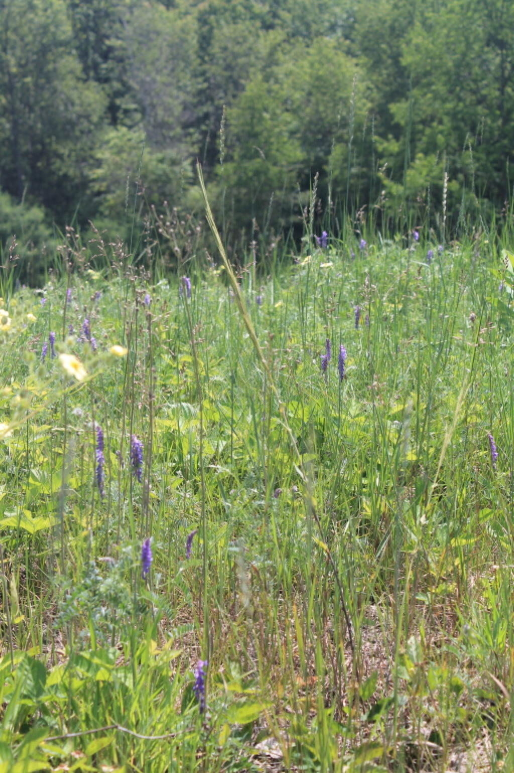 Photo: Lupine in the Field Photo: Lupine in the Field