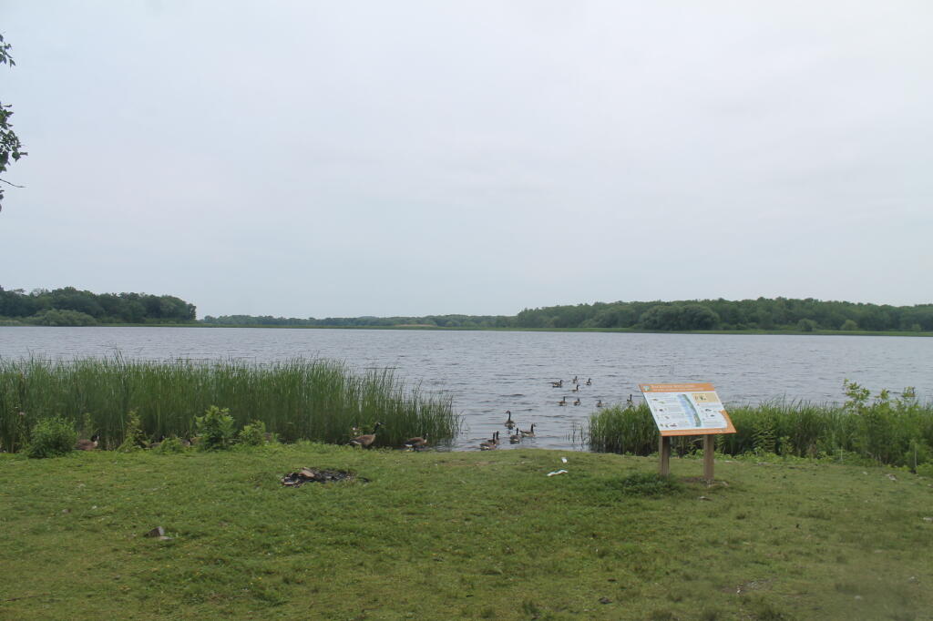 Photo: Geese at Colwell Pond Photo: Geese at Colwell Pond