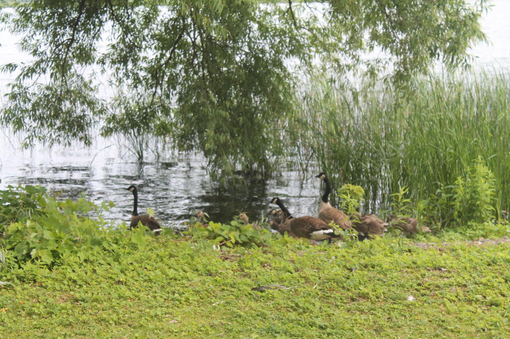 Photo: Geese Photo: Geese