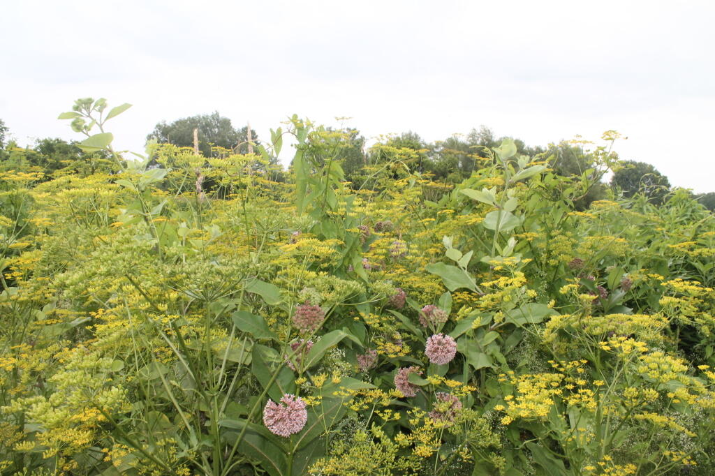 Photo: Wildflowers Photo: Wildflowers