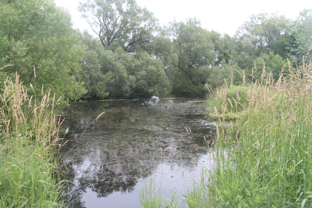 Photo: Small Man-Made Pond Photo: Small Man-Made Pond