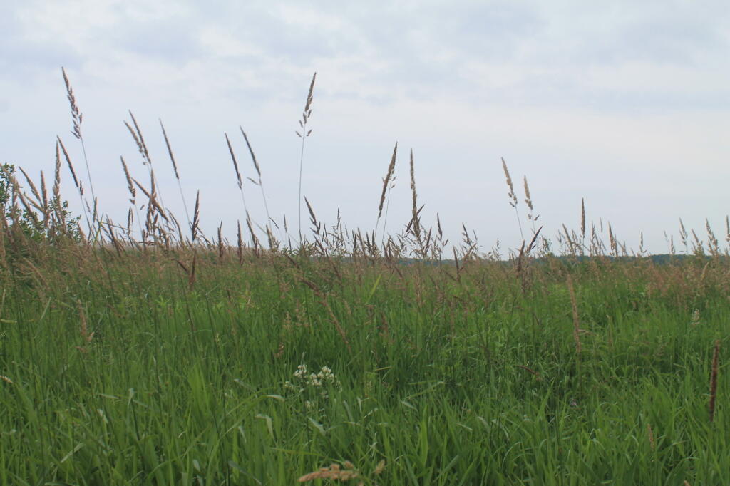 Photo: Marshland Photo: Marshland