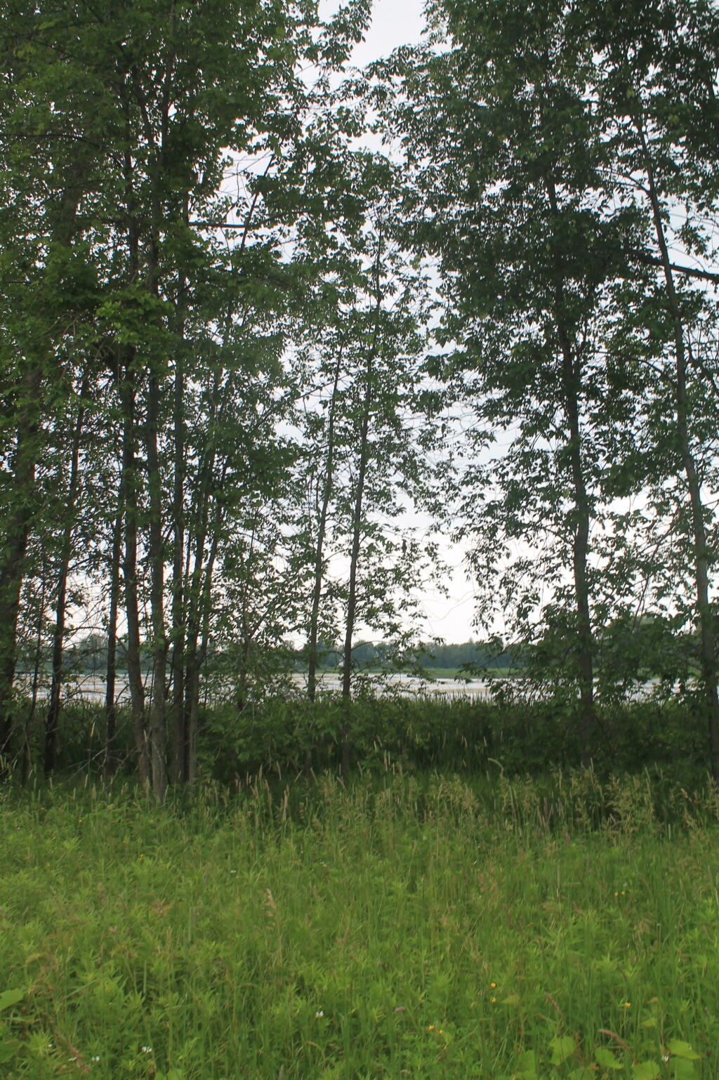 Photo: Edge of South Colwell Pond Photo: Edge of South Colwell Pond