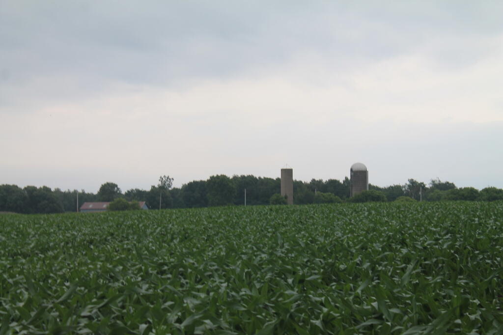 Photo: Corn in Jefferson County Photo: Corn in Jefferson County