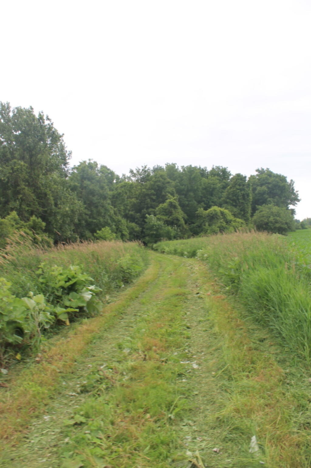 Photo: Freshly Mowed Trail Photo: Freshly Mowed Trail