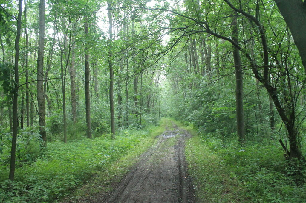 Photo: In the Woods Photo: In the Woods