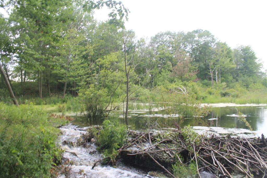 Photo: Beaver Dam Photo: Beaver Dam