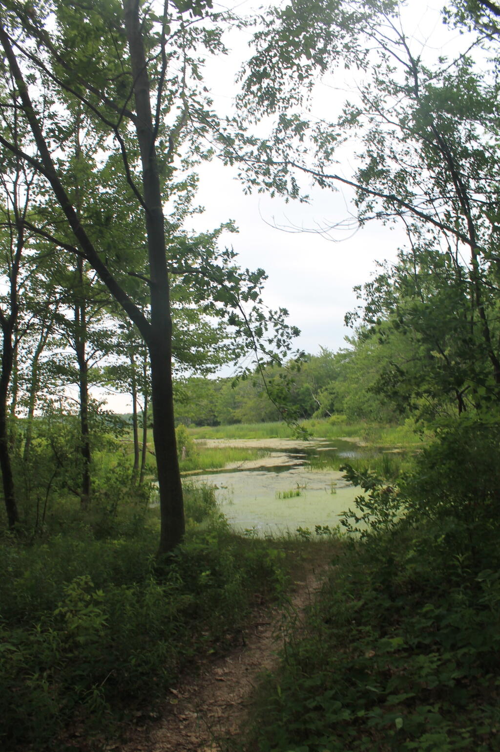 Photo: Edge of Lakeview Marsh Photo: Edge of Lakeview Marsh
