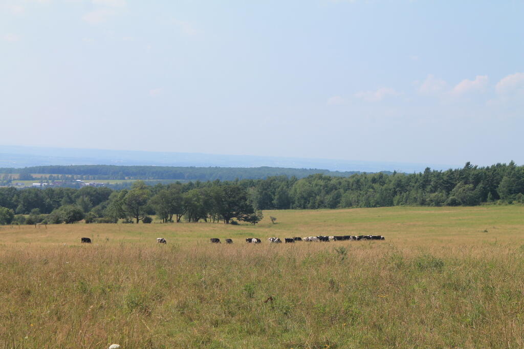 Photo: Dairy Cows Grazing Near Interloken Trail Photo: Dairy Cows Grazing Near Interloken Trail
