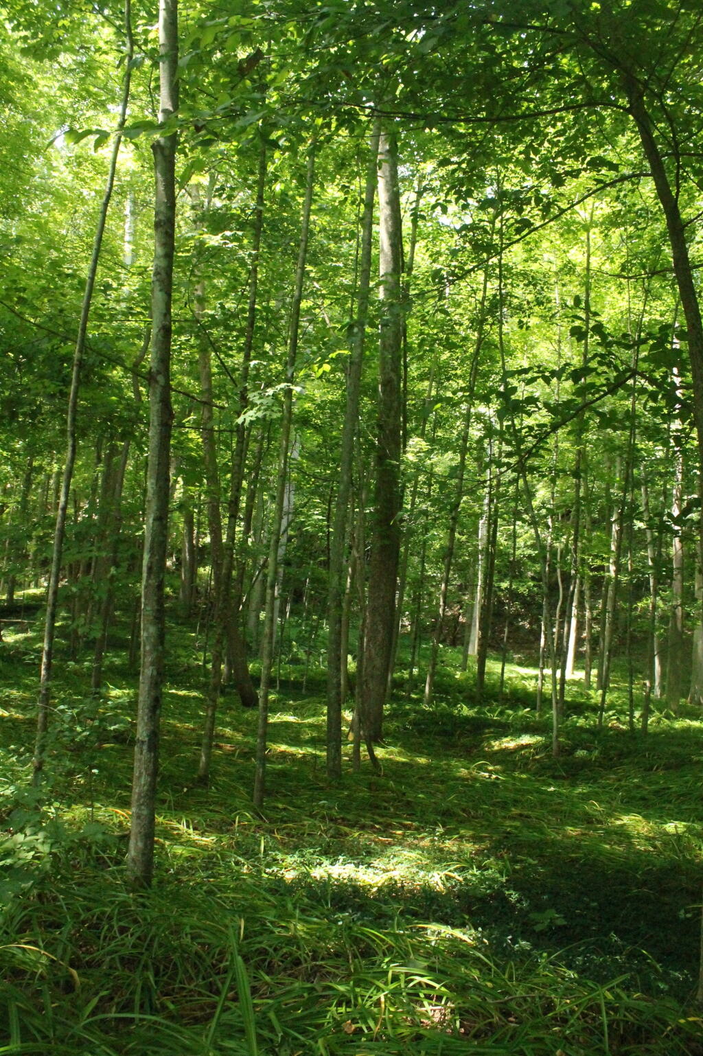 Photo: Deep in the Glen Photo: Deep in the Glen