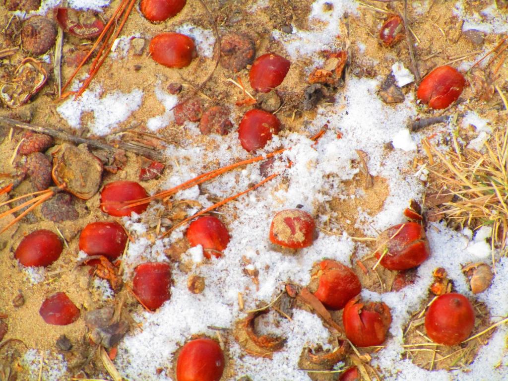 Photo: Lots of Acorns and Shells Photo: Lots of Acorns and Shells