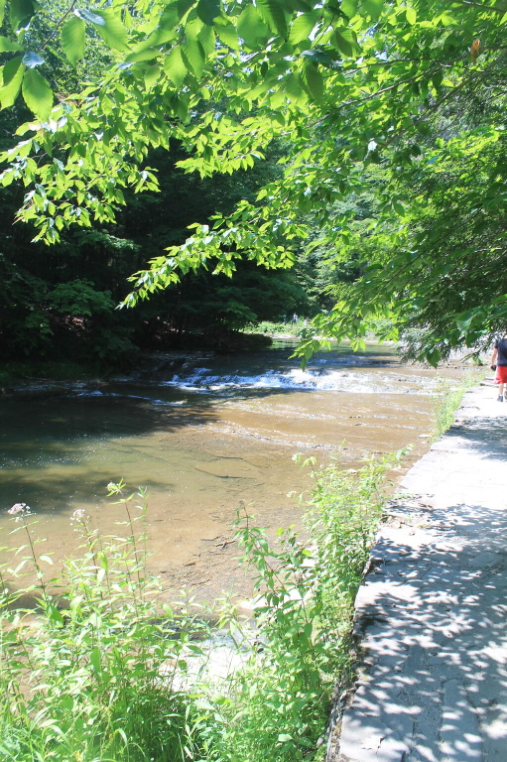 Photo: Edge of Enfield Creek Photo: Edge of Enfield Creek