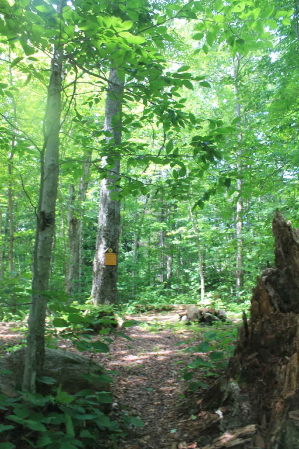 Photo: Campsite at End of G Lake Road