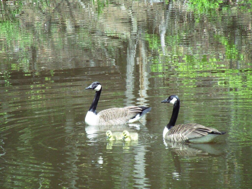 Photo: Mother Goose Photo: Mother Goose