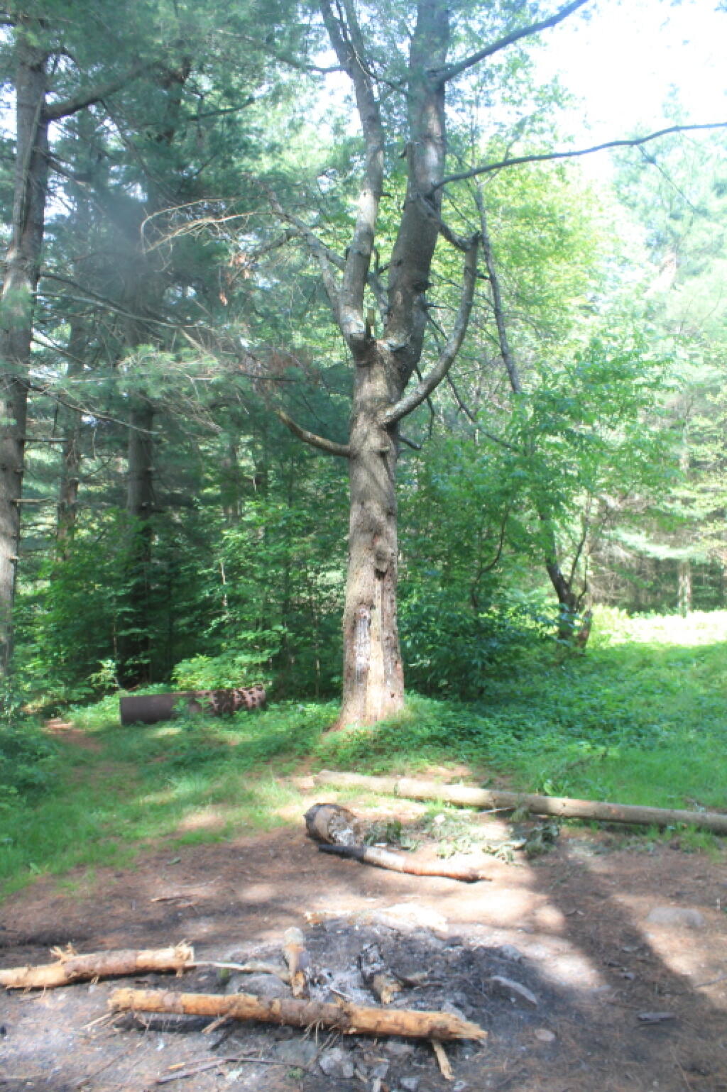Photo: Shoreline Campsite from End of G Lake Trail Photo: Shoreline Campsite from End of G Lake Trail