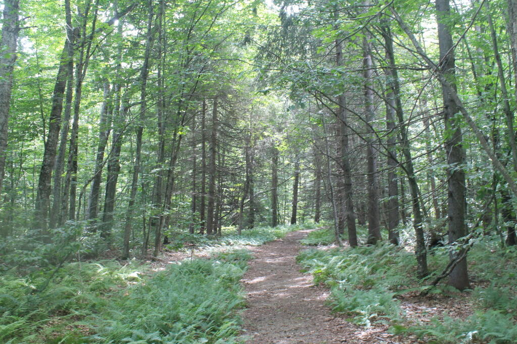 Photo: Easy Portage to G Lake Parking Area, 1/3 mile away Photo: Easy Portage to G Lake Parking Area, 1/3 mile away