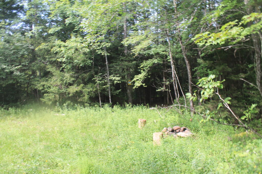 Photo: Roadside Campsite 2: Watch Out for Posion Ivy Here Photo: Roadside Campsite 2: Watch Out for Posion Ivy Here