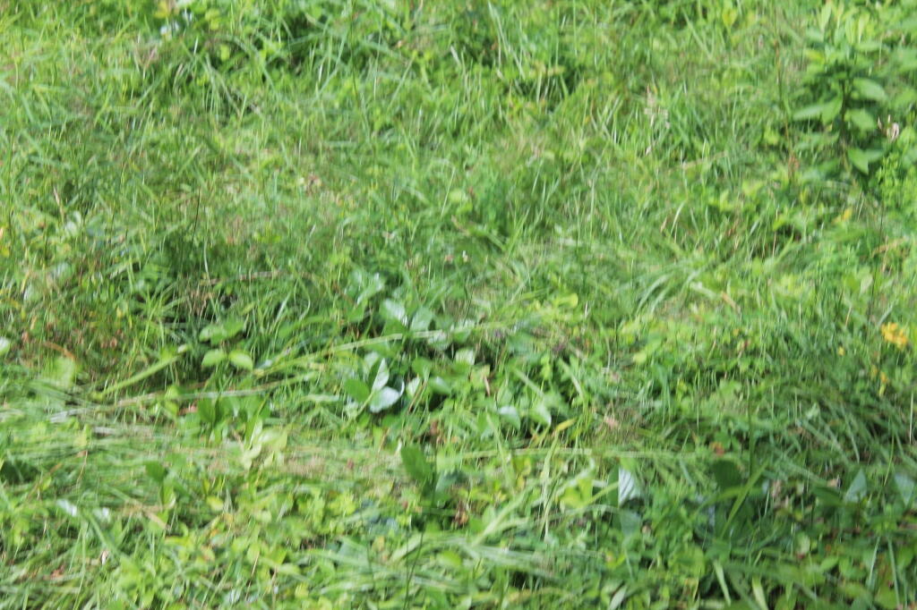 Photo: Posion Ivy at Campsite 2