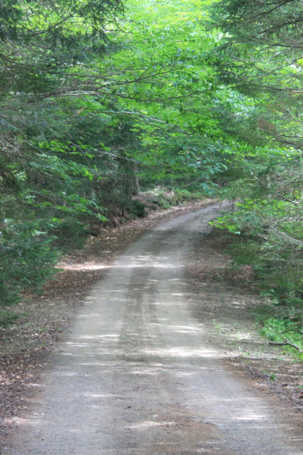 Photo: G Lake Road Heading Up Past Evergreen Lake Photo: G Lake Road Heading Up Past Evergreen Lake