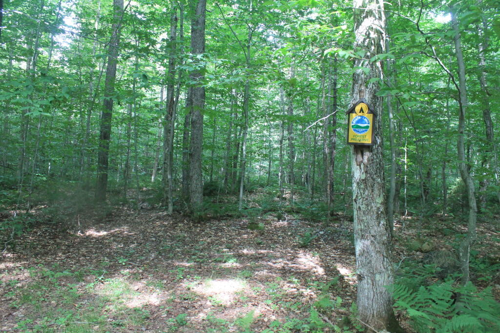Photo: G Lake Road Campsite 1 is Totally Undeveloped Photo: G Lake Road Campsite 1 is Totally Undeveloped