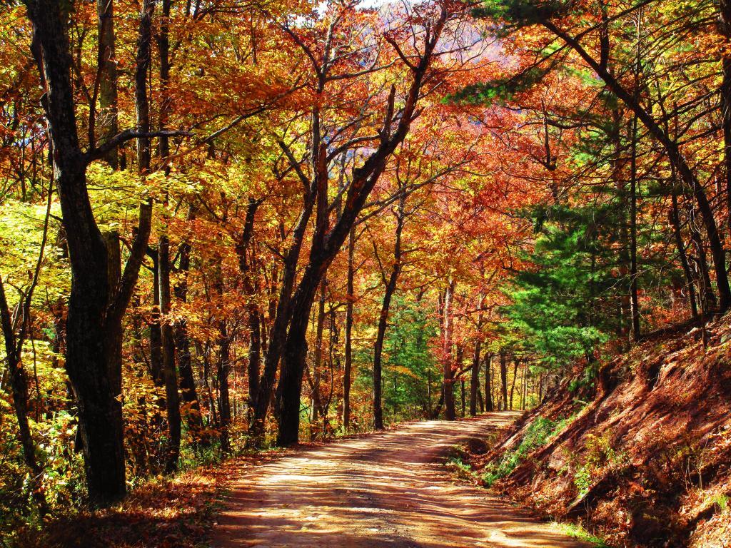 Photo: Quiet Walk Along Camp Run Road Photo: Quiet Walk Along Camp Run Road