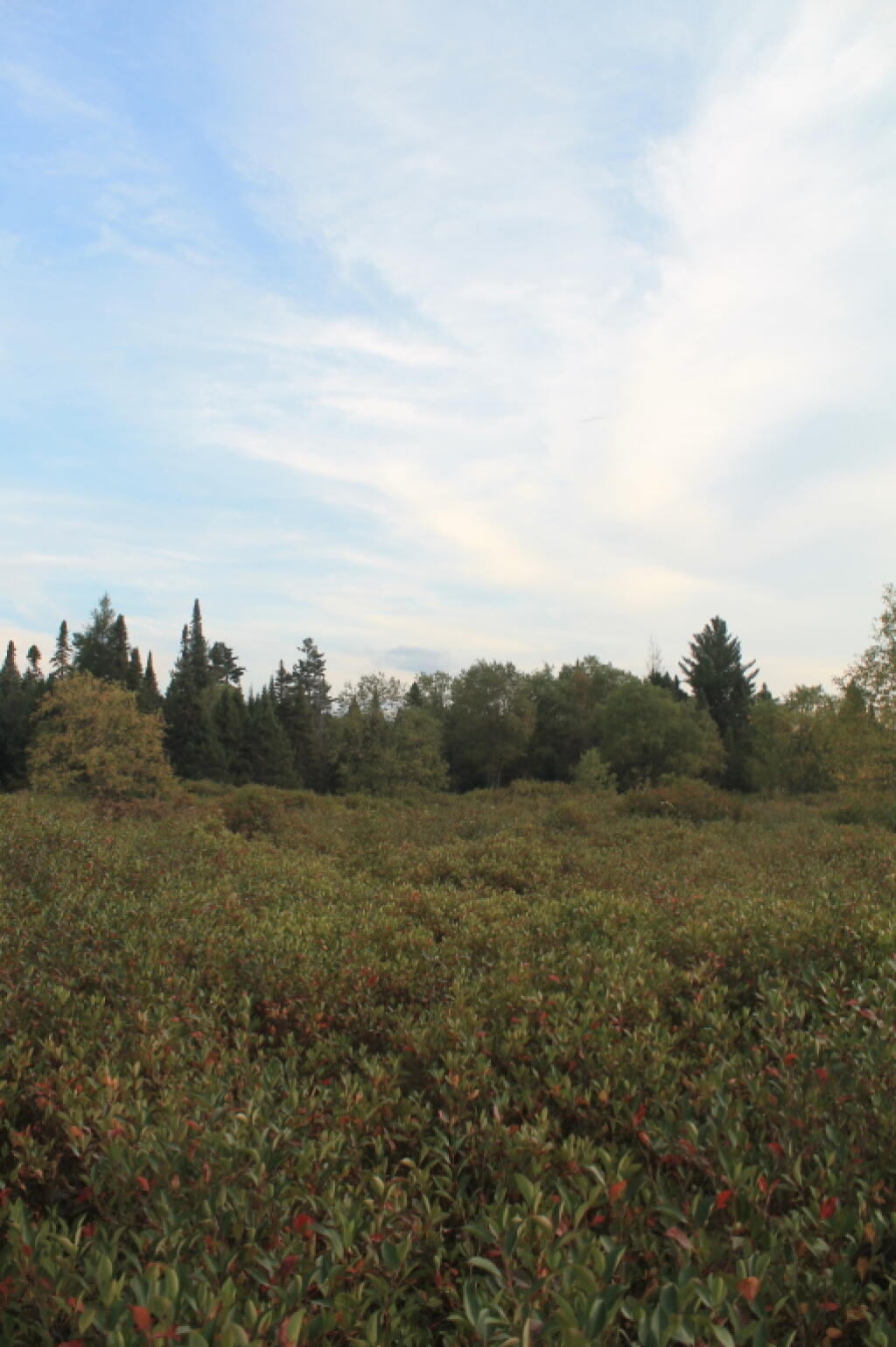 Photo: Blueberries