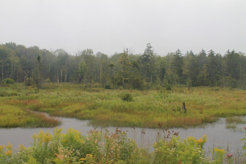 Photo: Wetlands