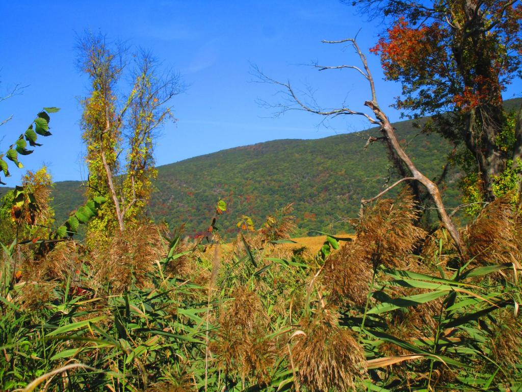 Photo: Field Photo: Field