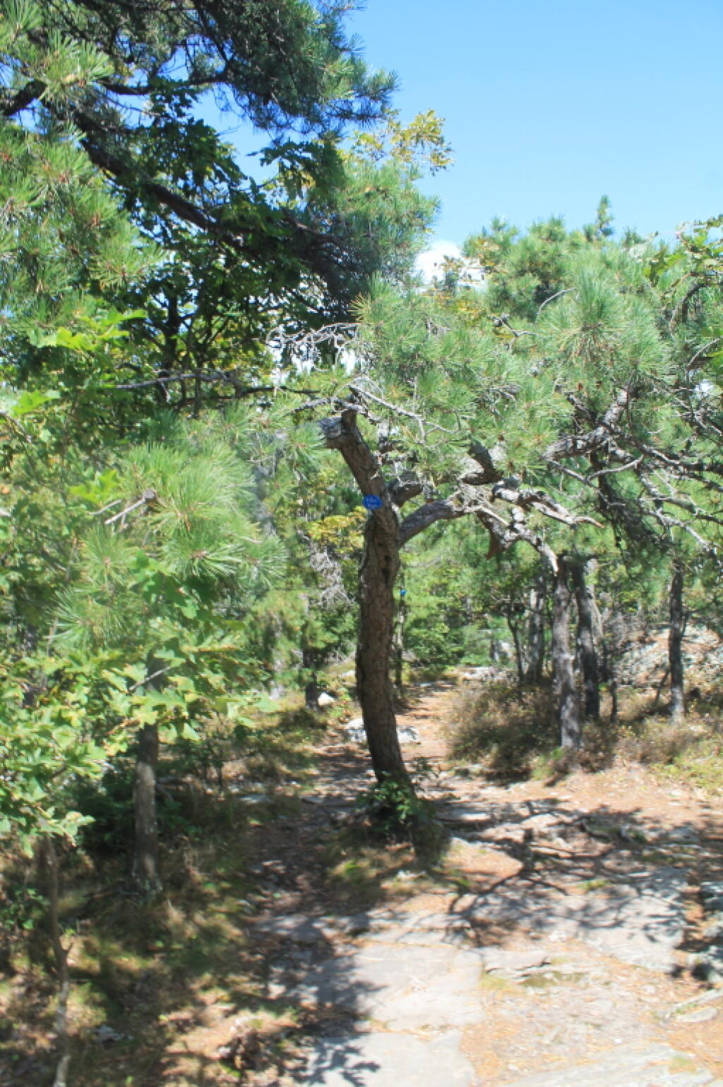 Photo: Pines Along Trail Photo: Pines Along Trail