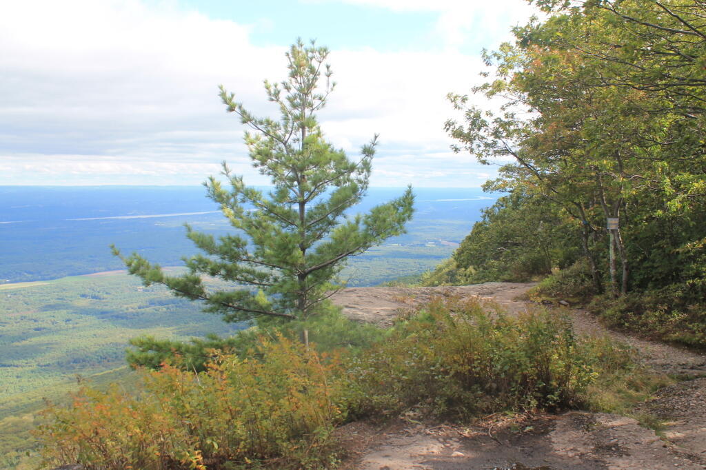 Photo: Tree on Ledge of Artist Rock Photo: Tree on Ledge of Artist Rock