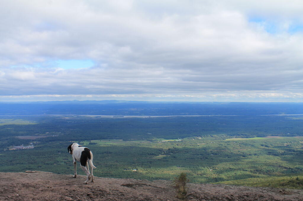 Photo: Dog Looks Off Ledge Photo: Dog Looks Off Ledge