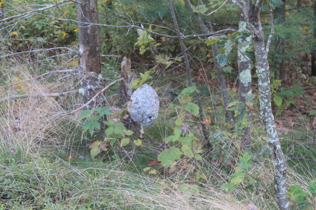Photo: Hornets Nest Photo: Hornets Nest