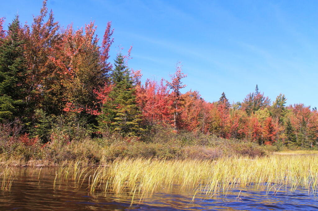 Photo: Fall Colors Photo: Fall Colors