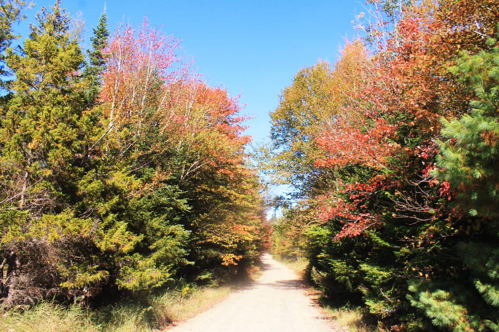 Photo: Near Silver Run Swamp Photo: Near Silver Run Swamp